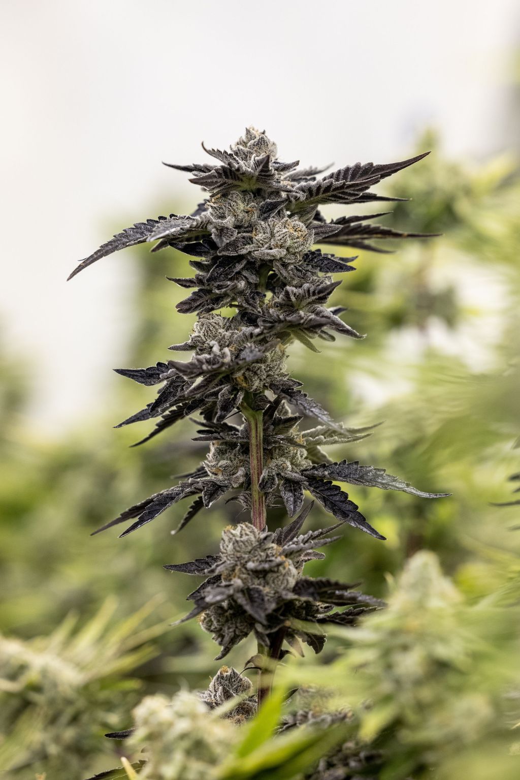 Effects and Side Effects of&nbsp;Cannabis