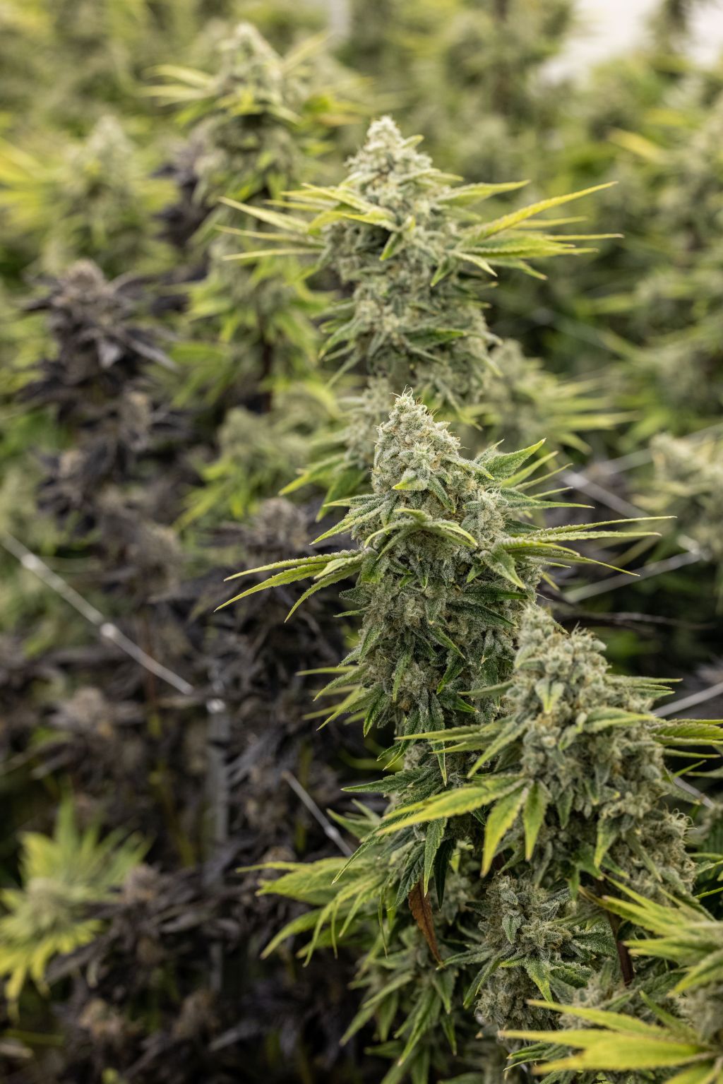 Growing Your Own&nbsp;Cannabis