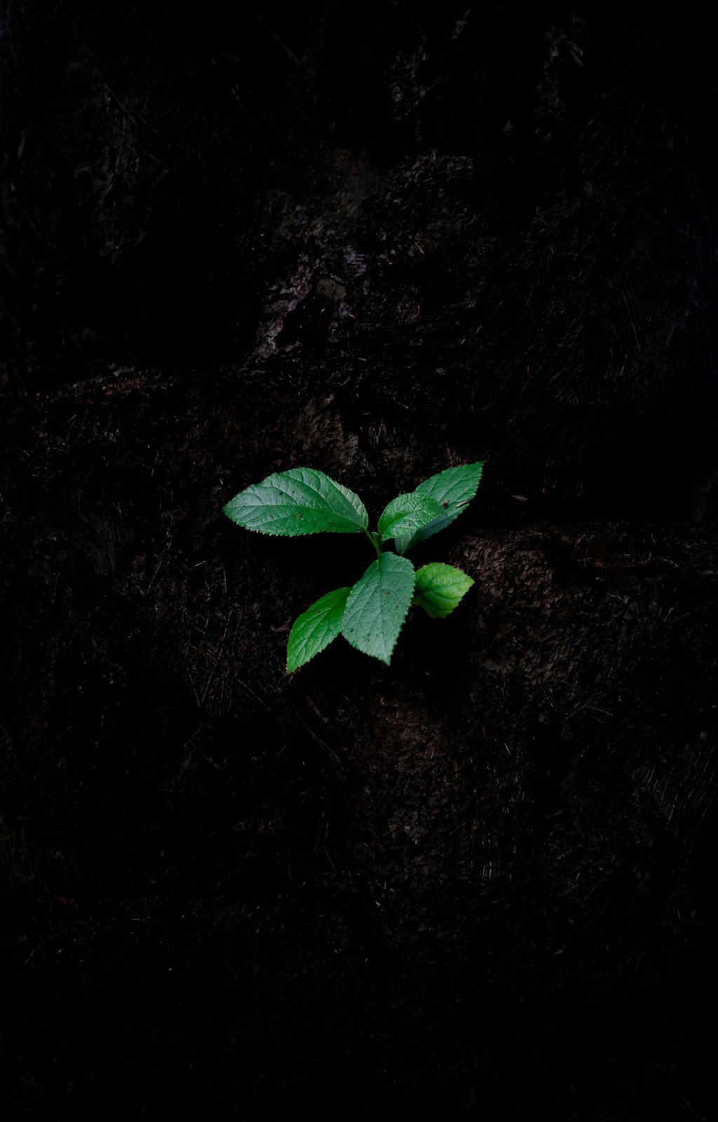 International Cannabis Regulation: Canada’s Zero-Tolerance Model