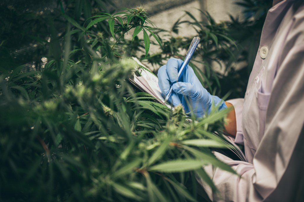 Global Cannabis Policy: Comparing Pesticide Laws Across&nbsp;Borders